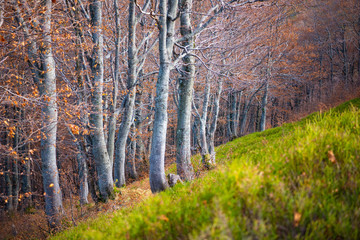 Beautiful autumnal forest. Beech trees with yellow leaves. Carpathian mountains, Ukraine.