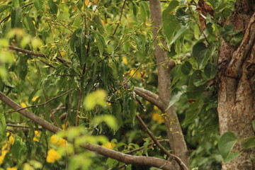 myna Bird sitting / flying in the raining day