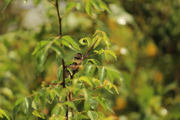 myna Bird sitting / flying in the raining day