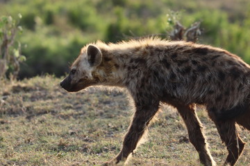 Spotted hyena in the savannah, Masai Mara National Park, Kenya.