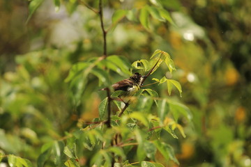 myna Bird sitting / flying in the raining day