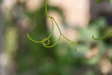 Close-up of green vine tendril with green leaves on the blurred background, selective focus, autumn...