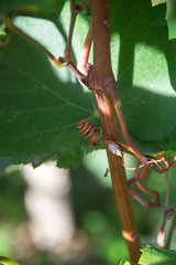 Close-up of green vine tendril with green leaves on the blurred background, selective focus, autumn scene