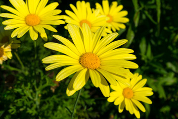 yellow daisy flower