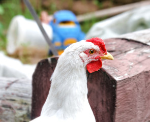 Young white cock