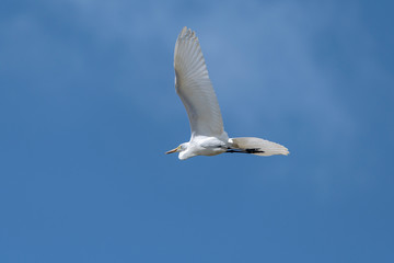 白鷺の翼