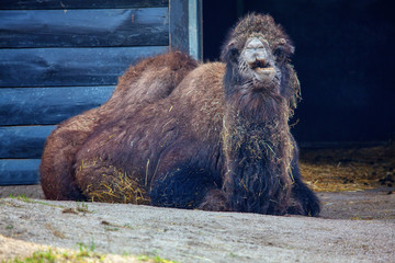portrait of happy camel chewing hay