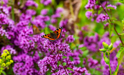 Small Tortoiseshell butterfly, Aglais urticae, on pink wild marjoram flowers, oregano, Origanum vulgare. Orange and blue butterfly in summer garden in Ireland