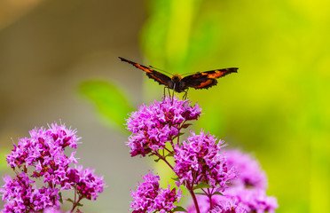 Small Tortoiseshell butterfly, Aglais urticae, front, drinking nectar, proboscis extended in pink marjoram flowers, oregano, Origanum vulgare. Showing underwings and antennae. Garden in Ireland. 