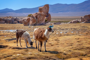 Domestic llamas grazing on the altiplano in Bolivia