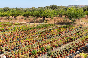 Malia, Crete, Greece. September 2019. Potted plants growing outdoors on  a commercial scale for selling to garden centres.