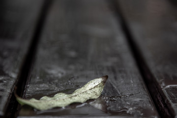 Close-up shots the Old brown rustic wood plank floor and fallen leaves after rain with reflection of lights. Copy space.