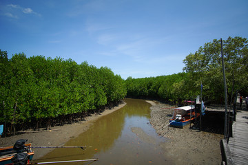 Tropical mangrove forest at coast.