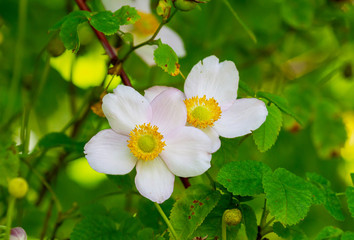 Closeup two Japanese anemone, flowers and buds, Anemone hupehensis var. japonica, White pink flowers with yellow stamens, green yellow blurred background. Summer garden in Ireland