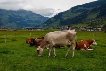 Fototapeta na wymiar Austrian cow grazing in an alpine meadow, mountains in the background