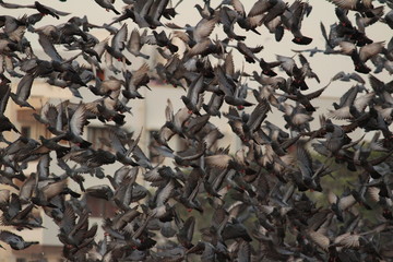 Doves are flying in the beach. Elliot's beach / Besant Nagar Beach Chennai.