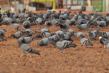 Obraz premium Doves are flying in the beach. Elliot's beach / Besant Nagar Beach Chennai.