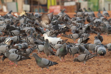 Obraz premium single white dove in the group of doves. Elliot's beach / Besant Nagar Beach Chennai.