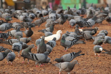 Fototapeta premium single white dove in the group of doves. Elliot's beach / Besant Nagar Beach Chennai.