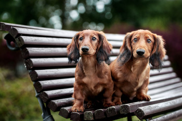 two dachshund puppies posing on a bench