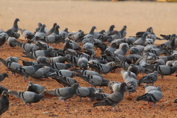Obraz premium Doves are flying in the beach. Elliot's beach / Besant Nagar Beach Chennai.