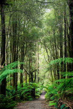 Walking track in Otways Forest Park 