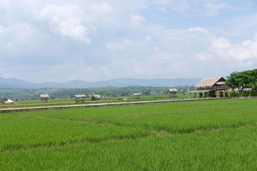landscape with green field and blue sky