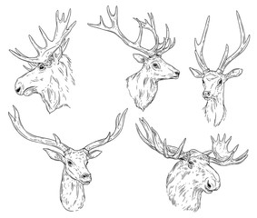 Wild elk, deer with antlers sketch