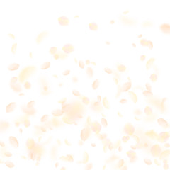 Yellow orange flower petals falling down. Neat rom