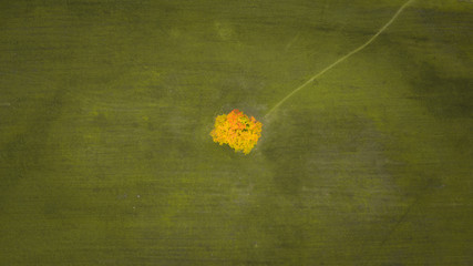 Aerial top view alone yellow tree in the field. Single tree in meadow during fall, autumn