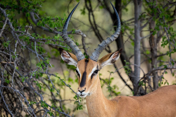 Naklejka na ściany i meble Black faced impala with long horns, Namibia, Africa