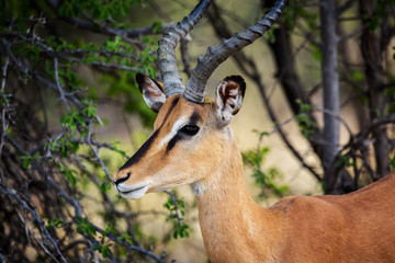 Close up of a beautiful black faced impala under a tree, Namibia, Africa
