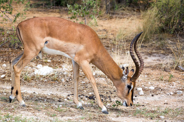Grassing black faced impala, Namibia, Africa