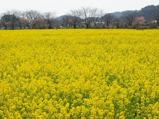 Obraz premium 黄色に染まった菜の花畑
