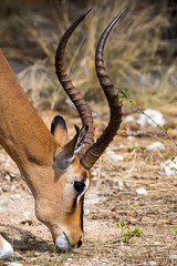 Portrait of a male black faced impala with long horns, Namibia, Africa