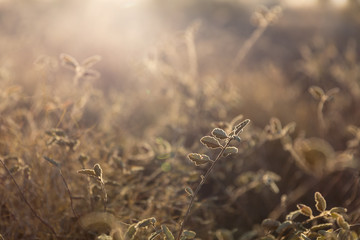 Morning sunlight through the grass