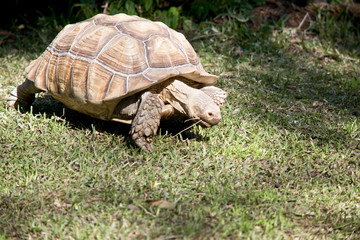 this is a three quarter view of a  aldabra giant tortoise