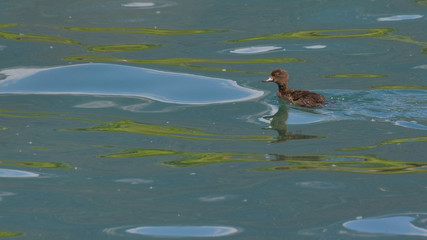 Anatra moretta nuota sul lago in estate