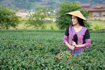 beautiful woman plucking  tea leaves in Tea plantation