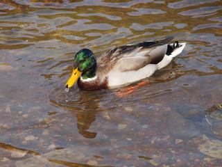 one drake swims in clear water