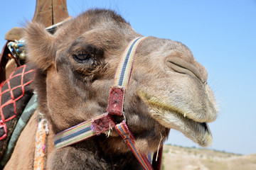 portrait of camel 