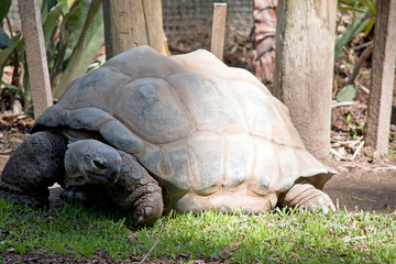 Fototapeta premium the aldabra giant tortois is changing direction