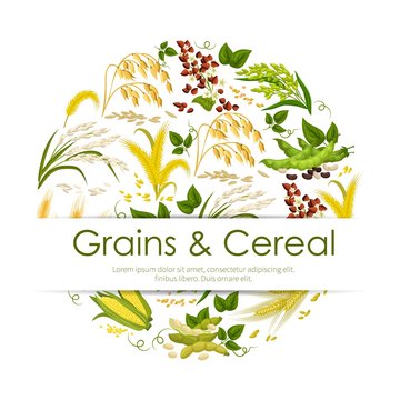 Cereals, grain and seeds vector banner