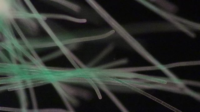 Study of Oscillatoria is a genus of filamentous cyanobacterium, oscillation in its movement under the microscope. 