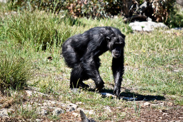 the chimpanzee use their hands to help walk