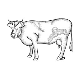 vector illustration of cow