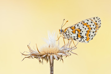 Spotted fritillary or red-band fritillary (Melitaea didyma) butterfly ventral view sits on a withered inflorescence in resting position.