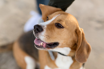 pets and animals concept - close up of beagle dog