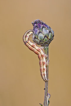 Caterpillar of the marbled clover moth (Heliothis viriplaca) feeding on greater knapweed (Centaurea scabiosa).
