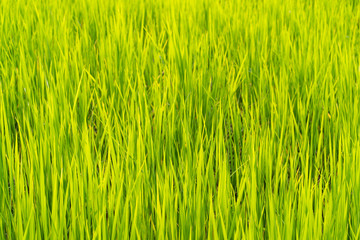 Green grass rice fields background
